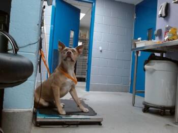 TANNY -  Pit Bull Terrier and Mixed Breed Dog for Adoption in Albuquerque, New Mexico - TANNY | PetCurious