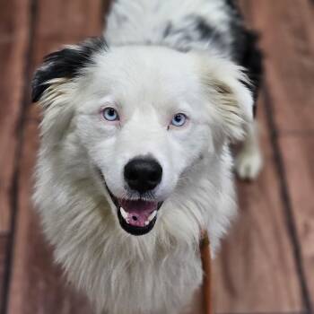Australian Shepherd Dogs Available for Adoption in Shiloh, Illinois - Loki | PetCurious