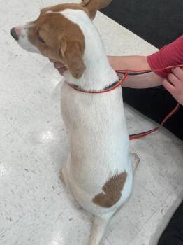 Mixed Breed Dogs Available for Adoption in Hobbs, New Mexico - Haven | PetCurious