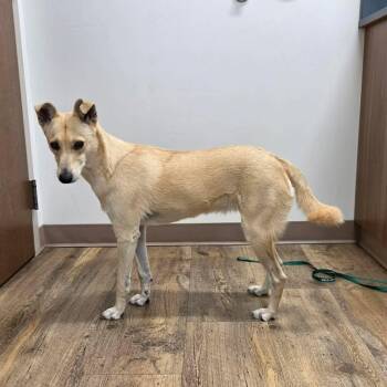 Goldie -  Mixed Breed Dog for Adoption in Chino Valley, Arizona - Goldie | PetCurious