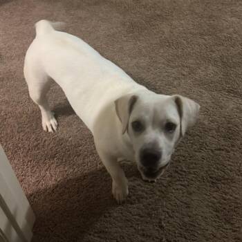 American Bulldog and Dachshund Dogs Available for Adoption in Poinciana, Florida - Koki | PetCurious