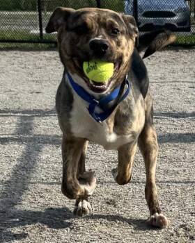 Mixed Breed Dogs Available for Adoption in Fairfax, Virginia - Royal | PetCurious