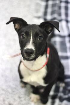 Rescue Black Labrador Retriever Dogs for Adoption in Manchester, New Hampshire - Kiki In NH! Come Meet Our Adoptable Dogs Wednesday-Sunday. More  | PetCurious