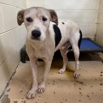 TUSC-Stray-84913 -  Terrier and Mixed Breed Dog for Adoption in Tuscaloosa, Alabama - TUSC-Stray-84913 | PetCurious