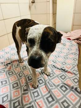 Rescue Cattle Dog and Terrier Dogs for Adoption in Bossier City, Louisiana - Fiona | PetCurious