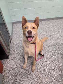 Daniel -  Terrier Dog for Adoption in Athens, Tennessee - Daniel | PetCurious