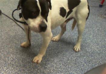 SCOOBY DOO -  Pit Bull Terrier Dog for Adoption in Charlotte, North Carolina - SCOOBY DOO | PetCurious