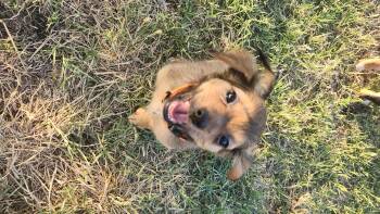 Chiweenie and Terrier Dogs Available for Adoption in Tuttle, Oklahoma - Prince | PetCurious