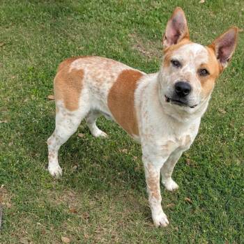 Larry -  Pit Bull Terrier and Boxer Dog for Adoption in Austin, Texas - Larry | PetCurious