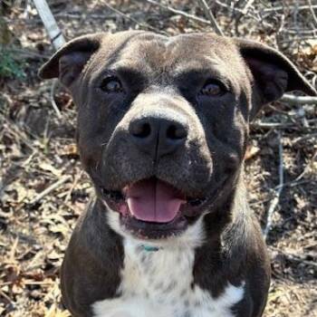 Brutus -  American Bulldog Dog for Adoption in Andover, Massachusetts - Brutus | PetCurious
