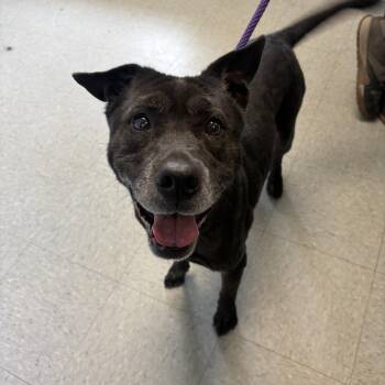 Pit Bull Terrier Dogs Available for Adoption in Medina, Ohio - Sparkles | PetCurious