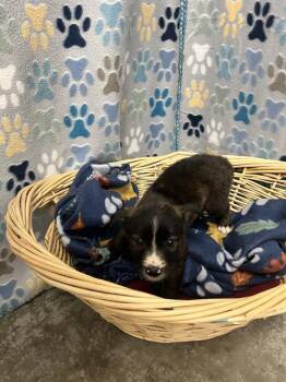 MICHELLE -  Chihuahua Dog for Adoption in Rosenberg, Texas - MICHELLE | PetCurious