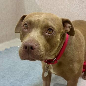 Pepper -  American Staffordshire Terrier Dog for Adoption in Walnut Creek, California - Pepper | PetCurious