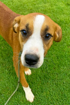 Rescue Mixed Breed Dogs for Adoption in Dickson, Tennessee - Hollis | PetCurious