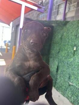 Retriever and Pit Bull Terrier Dogs Available for Adoption in El Paso, Texas - 60868332 | PetCurious
