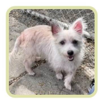 Frannie -  Terrier and Mixed Breed Dog for Adoption in Eureka, California - Frannie | PetCurious