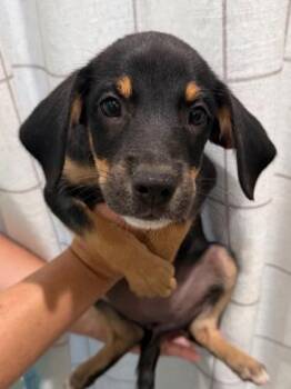 Rumi -  Labrador Retriever and Mixed Breed Dog for Adoption in Morristown, New Jersey - Rumi | PetCurious
