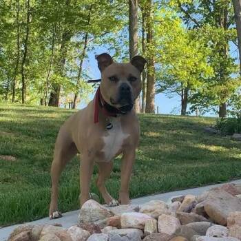 American Bully Dogs Available for Adoption in Zuni, Virginia - Marsh | PetCurious