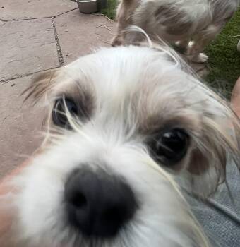 Dudley -  Shih Tzu Dog for Adoption in Longmont, Colorado - Dudley | PetCurious