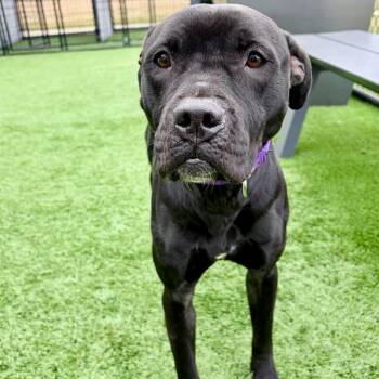 Pit Bull Terrier Dogs Available for Adoption - La Luna | PetCurious