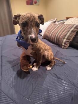 Rescue Pit Bull Terrier Dogs for Adoption in Camden, Tennessee - Banjo | PetCurious