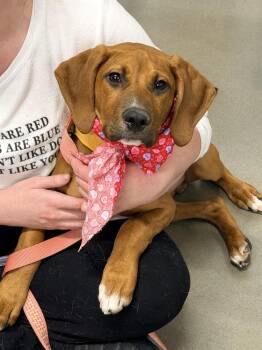 Redbone Coonhound Dogs Available for Adoption - Herbie | PetCurious
