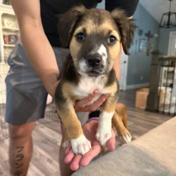 Dot -  Australian Shepherd Dog for Adoption in Dayton, Ohio - Dot | PetCurious