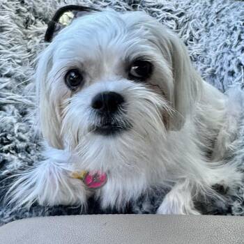 Kelly Turner -  Shorkie Dog for Adoption in Plano, Texas - Kelly Turner | PetCurious