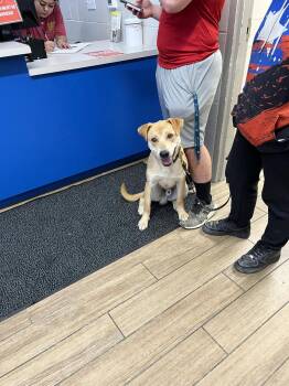 Labrador Retriever Dogs Available for Adoption - Dawson | PetCurious