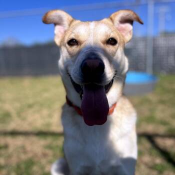Oro -  Yellow Labrador Retriever Dog for Adoption in Norman, Oklahoma - Oro | PetCurious