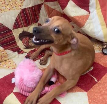 Rescue Chihuahua Dogs for Adoption in Ardara, Pennsylvania - Nana | PetCurious