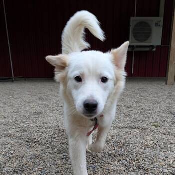 Labrador Retriever and Great Pyrenees Dogs Available for Adoption in Grafton, Ohio - Wonder | PetCurious