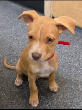 Redd -  Pit Bull Terrier and Mixed Breed Dog for Adoption in Roseville, California - Redd | PetCurious
