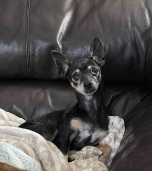 Rescue Chihuahua Dogs for Adoption in Mesa, Arizona - Grammy Rose | PetCurious