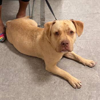 Ramsey -  Mixed Breed Dog for Adoption in Philadelphia, Pennsylvania - Ramsey | PetCurious