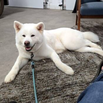Kiva -  Japanese Akita Dog for Adoption in St. George, Utah - Kiva | PetCurious