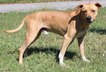 Johnny Cash 44388 -  Mountain Cur Dog for Adoption in Prattville, Alabama - Johnny Cash 44388 | PetCurious