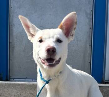 Rescue Australian Cattle Dog Blue Heeler Dogs for Adoption in Golden, Colorado - Wedo | PetCurious