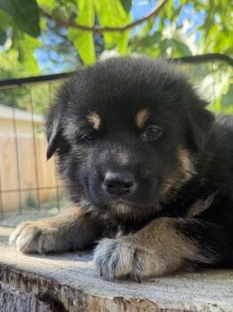 Puff -  German Shepherd Dog Dog for Adoption in Pleasant Hill, California - Puff | PetCurious