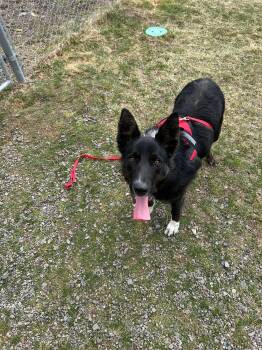 Rescue Border Collie Dogs for Adoption in Prineville, Oregon - Dublin | PetCurious