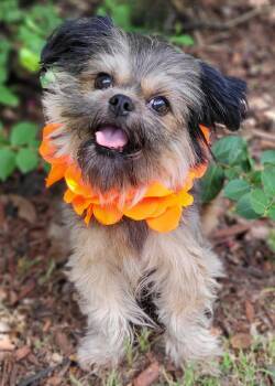 Fancy -  Shih Tzu and Pomeranian Dog for Adoption in Vernon, Texas - Fancy | PetCurious