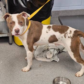 Ollie Pop -  Pit Bull Terrier Dog for Adoption in Martinsville, Virginia - Ollie Pop | PetCurious