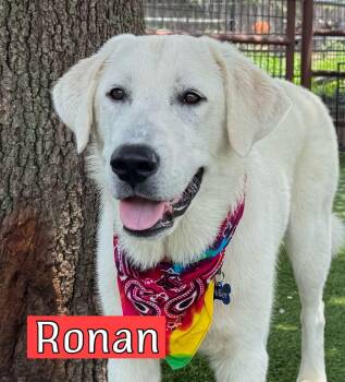 Ronan -  Great Pyrenees and Labrador Retriever Dog for Adoption in Southlake, Texas - Ronan | PetCurious