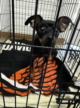 Rescue Terrier Dogs for Adoption in Vallejo, California - Morrie | PetCurious