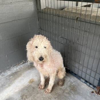 Disney -  Poodle Dog for Adoption in Clanton, Alabama - Disney | PetCurious