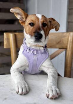 Australian Cattle Dog Blue Heeler Dogs Available for Adoption - Holly | PetCurious