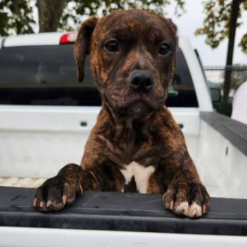 Rescue Pit Bull Terrier Dogs for Adoption in Anderson, California - Caspian | PetCurious