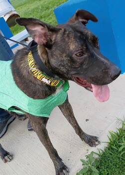 Rescue Boxer and American Bully Dogs for Adoption in Mcallen, Texas - Roger | PetCurious