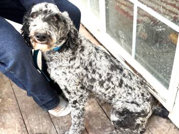 Bernadoodle Dogs Available for Adoption in Kemmerer, Wyoming - Remi | PetCurious