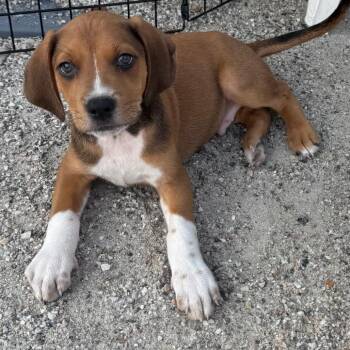 Nimbus -  Hound Dog for Adoption in Chesapeake, Virginia - Nimbus | PetCurious